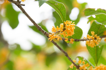 Orange osmanthus