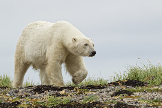Polar bear, Churchill, Manitoba