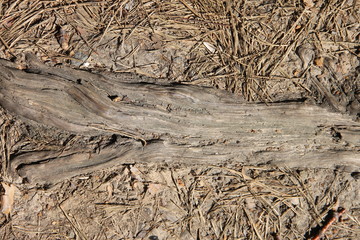 Природный фон: корни, хвойные иголочки