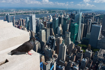 Pigeon on the Empire State Building,New York
