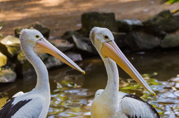 Pelican in Bali Island Indonesia