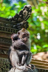 Monkey in forest park in Ubud - Bali Indonesia