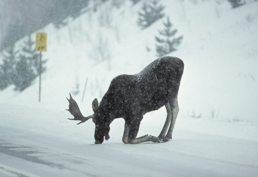 Moose (Alces alces) Male.  moose are often drawn to roadways, to lick salt that is used to melt snow and ice, Algonquin Provincial Park, Ontario, Canada