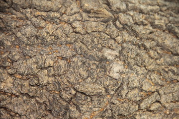 Природный фон: структура дерева