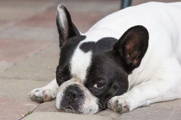 French bulldog black and white color
