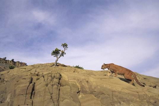 Mountain Lion hunting (puma concolor)