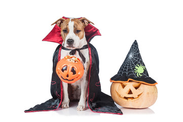 Funny halloween dog dressed like a dracula