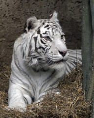 Fototapeta na wymiar White tiger. Latin name -Panthera tigris tigris (var. alba)