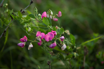 Bird vetch growing in forest - pink flowers on long stems.
