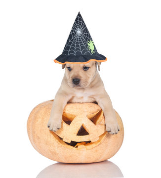 Little puppy dressed in a hat sitting in a halloween pumpkin