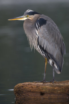 Great blue Heron on wood floating on water, Canada