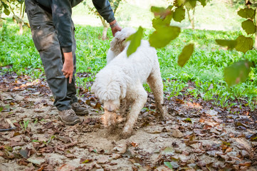 Dog searching white truffles