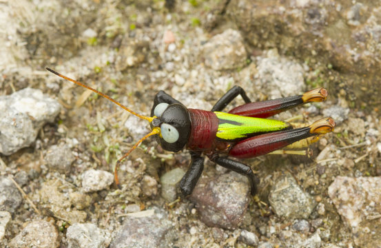 Cricket sp?, Ecuador, Mindo