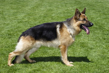 German shepherd dog