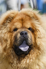 Portrait of beautiful red chow chow on the grass