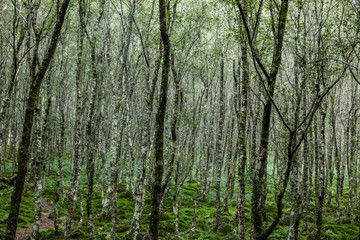 Naklejka premium Forest trees. , Ireland