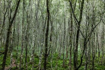 Forest trees. , Ireland