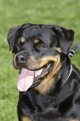 Rottweiler dog portrait outdoors