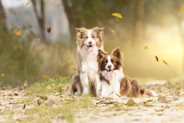 Border Collies im Herbst