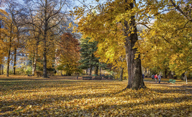 Colorful trees with a bed of yellow leafs around them as autumn goes by in Innsbruck, Austria.