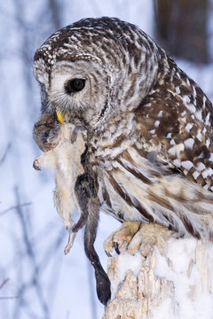 Barred owl (Strix varia) ingesting a northern flying squirrel (Glaucomys sabrinus) northern Alberta, Canada