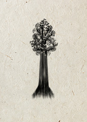 Sequoia. Drawing tree on a beige rice paper. Black silhouette. Graphic arts.