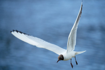Seagull