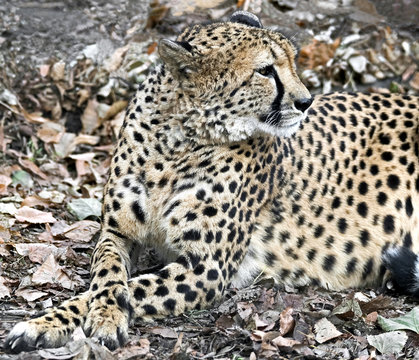 Cheetah. Latin name - Acinonyx jubatus