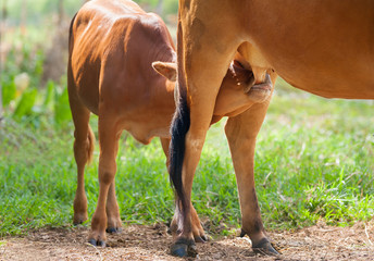 Young calf drinks milk from his mother © seksanpk