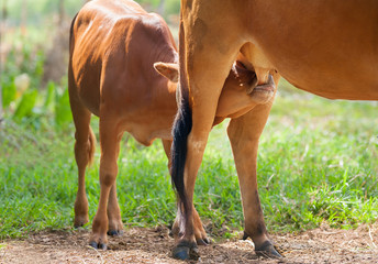 Young calf drinks milk from his mother