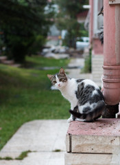 Bakan Kedi