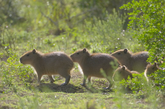 Young Capybaras, (Hydrochoerus hydrochaeris) Laguna Negra, Rocha, Uruguay, South America