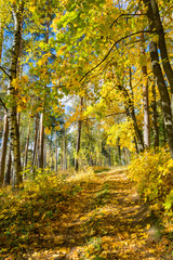 Maple alley on a sunny autumn day.