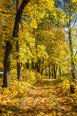 Obraz premium Maple alley on a sunny autumn day.