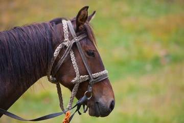 Obraz premium Head of the Kyrgyz Bay horse in a harness