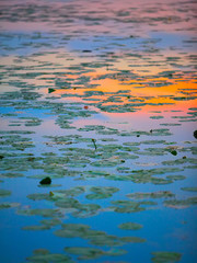 water lilies on the lake at sunset.