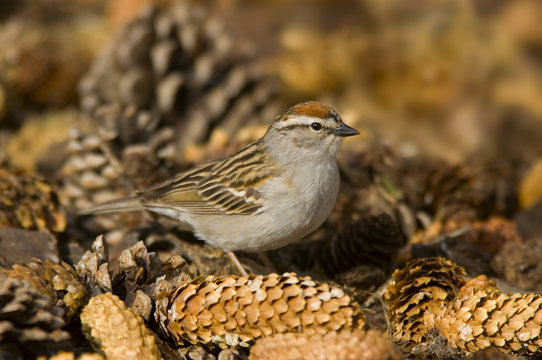 Chipping sparrow (Spizella passerina) sitting on pine cones, Saskatchewan, Canada