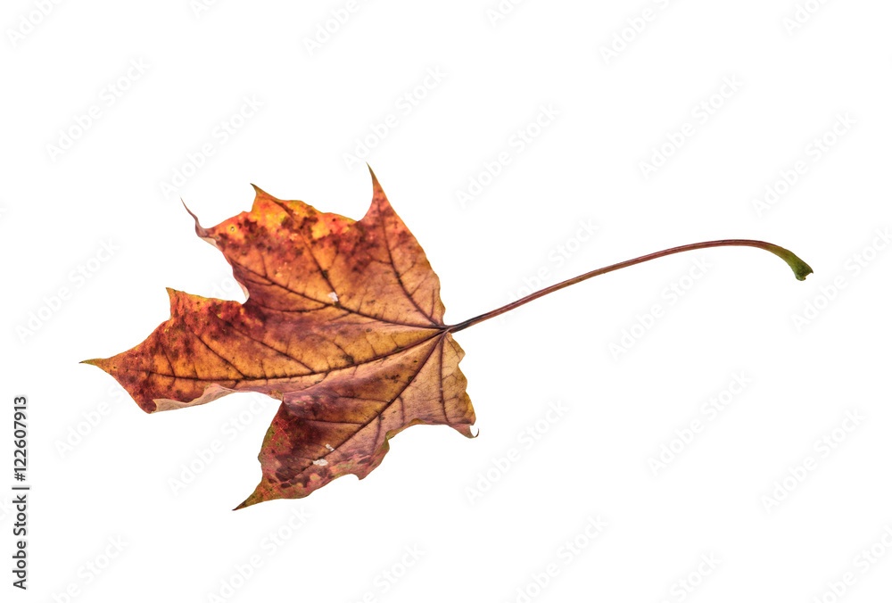 Canvas Prints dry maple leaf isolated on white background
