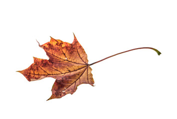 Dry maple leaf isolated on white background