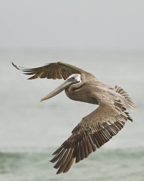Brown Pelican, Pelecanus occidentalis, Ecuador, South America