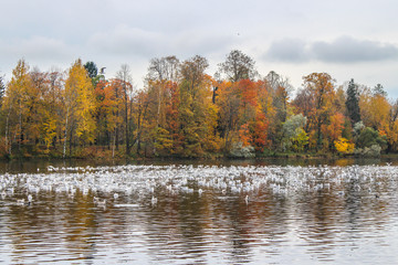Autumn landscape. Park with lake.