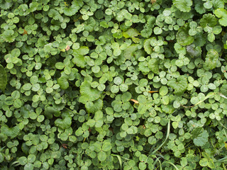 Green grass clover