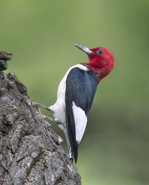 A Red-headed Woodpecker (Melanerpes erythrocephalus)  perched on a tree in Theodore Roosevelt National Park