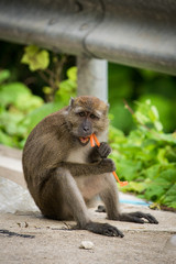 Monkey Bites tube waste