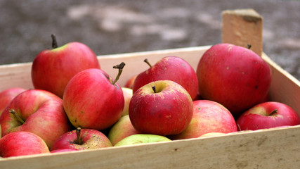 Red apples in the crate