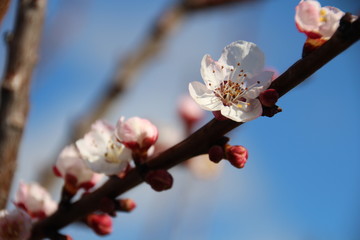 apricot blossom in spring