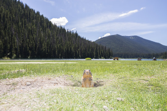 Prairie Dog, genus Cynomys, in Manning provincial park, British Columbia, Canada.