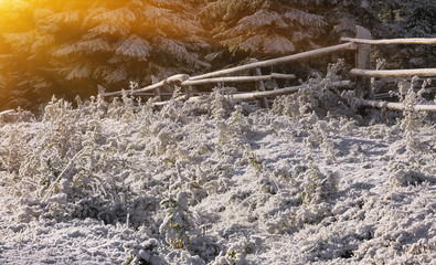 First snow on mountain meadow