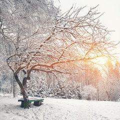 Park bench and trees covered by heavy snow