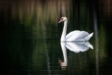 Schwan mit Wasserspiegelung